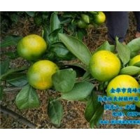由良柑橘種苗價格,臨滄由良柑橘種苗,崗峰農(nóng)場值得信賴