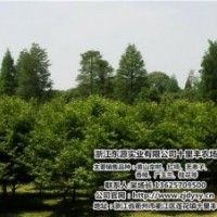 紅楠供應(yīng),河北紅楠,十里豐農(nóng)場有口皆碑(圖)