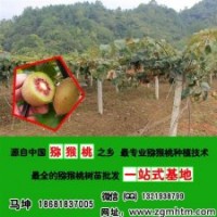 獼猴桃苗_坤威獼猴桃苗_山東獼猴桃苗木基地