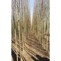 峻峰竹柳_內(nèi)蒙古速生柳_求購速生柳