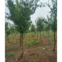 石榴樹供應(yīng)