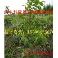 萬州8518核桃苗 萬州8518核桃苗基地 萬州8518核桃苗價格