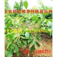 萬州川早2號(hào)核桃苗 萬州川早2號(hào)核桃苗基地 萬州川早2號(hào)核桃苗批