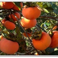 柿子樹苗，嫁接陽豐 次郎甜柿子苗