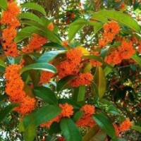 天津桂花苗木,莎莎園藝,桂花苗木報(bào)價(jià)