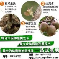 坤威獼猴桃苗_獼猴桃苗_獼猴桃苗批發(fā)