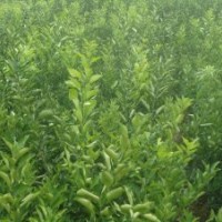 春香桔柚苗（又名黃金貢柚、象山青）