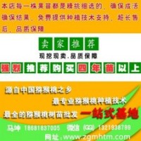 獼猴桃樹(shù)價(jià)格_獼猴桃樹(shù)_坤威獼猴桃苗(查看)