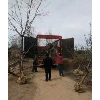 低價供應，山楂樹，山楂苗，山楂籽