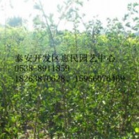 山東泰安0.5-1公分山楂小苗價(jià)格