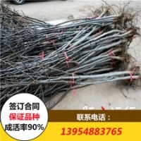 2017年8518核桃苗價格 香玲核桃苗批發(fā)價格