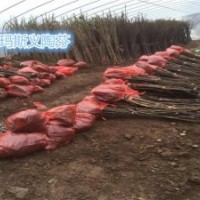 浙江無花果苗_小葉無花果專業(yè)技術(shù)_無花果苗種植基地