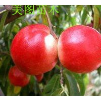 中油14號(hào)油桃苗