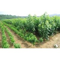 櫻桃苗 櫻桃苗價(jià)格