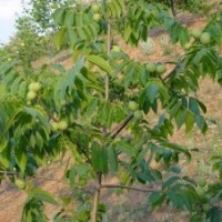 晚熟李子苗批發(fā) 晚熟李子苗價格