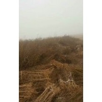 河陰軟籽石榴樹(shù)苗