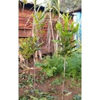 供應(yīng)澳洲堅果桂熱一號