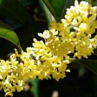 莎莎園藝|紅橋區(qū)桂花小苗|桂花小苗供應(yīng)