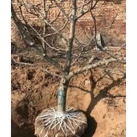 供應(yīng)山楂樹，占地山楂樹，風(fēng)景山楂樹