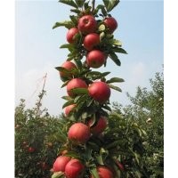 柱狀蘋果苗，柱狀蘋果苗價(jià)格，柱狀蘋果苗栽培方式