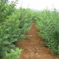 貴州皂角苗|洛陽李鐵梁苗木|皂角苗培育