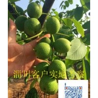 薄皮核桃苗，冠核一號，早實高產(chǎn)抗病強(qiáng)