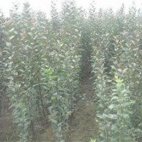 北美海棠1.5公分,北美海棠,瀅涵苗木中心(查看)