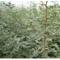皂角刺產(chǎn)地、廣安皂角刺、洛陽李鐵梁苗木