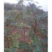 仙桃皂角刺,洛陽李鐵梁苗木,皂角刺種植技術(shù)
