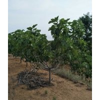 威海的無花果樹，綠化用，威海黑松