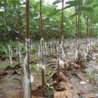 北美海棠,瀅涵苗木中心,北美海棠種植技術(shù)