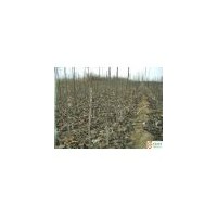 嫁接核桃苗 薄殼核桃苗