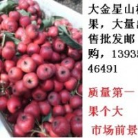 山楂果大金星山西運(yùn)城張景輝鑫源苗木中楊村