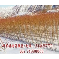 占地苗 占地樹(shù)苗 占地果樹(shù)苗 耐寒桃樹(shù)苗 抗寒桃樹(shù)苗