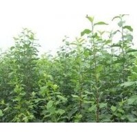 杏樹(shù) 山楂苗 櫻桃苗 棗樹(shù) 花椒苗 連翹苗