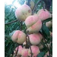 臨沂晚熟桃苗，冬桃苗價格，金秋紅蜜桃苗，15063290888