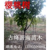 櫻桃苗 李子苗 杏樹苗