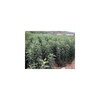 優(yōu)質(zhì)蘋果苗 品種蘋果苗