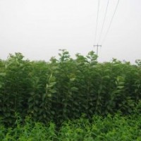 供應各種果樹小苗，山楂苗價格、蘋果苗價格