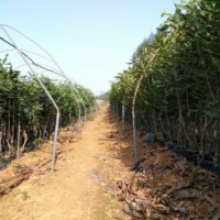 廣西桂熱一號澳洲堅果苗、夏威夷堅果苗桂熱1號