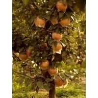 臨沂興旺苗木繁育供應(yīng)合作社供富硒金梨苗