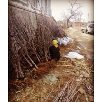 供應(yīng)山東煙臺(tái)4cm地徑櫻桃樹苗