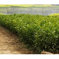 柑橘樹苗新品種（金秋沙糖桔）