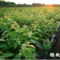 水果苗系列——櫻桃小苗