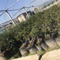 果苗系列——香榧