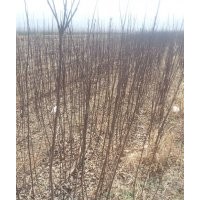 1公分蘋果苗，1公分紅富士蘋果苗