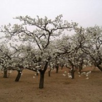 大量供應(yīng)河北保定綠化果樹 規(guī)格齊全 包上車