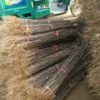 供應(yīng)優(yōu)質(zhì)花椒苗