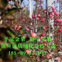 供應(yīng)123蘋果苗