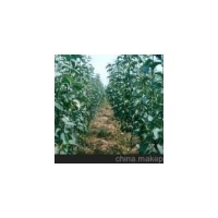 山西皇冠梨報價==皇冠梨什么價格